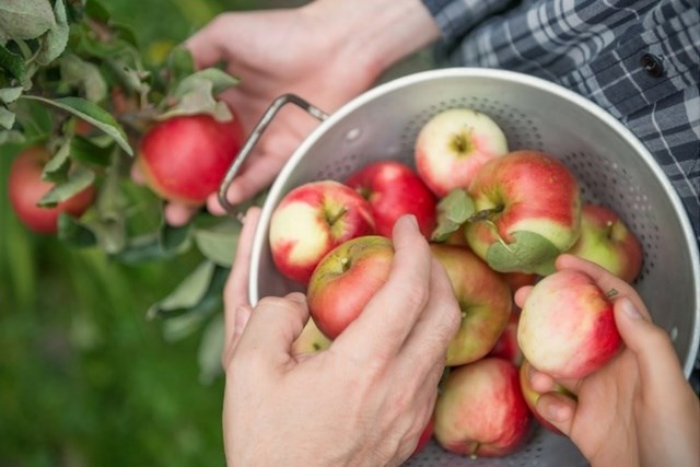 Apple orchard.jpg