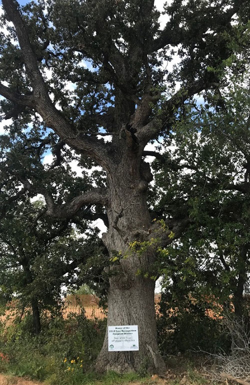 2018 Flower Mound Tree of the year at Canyon Falls Community