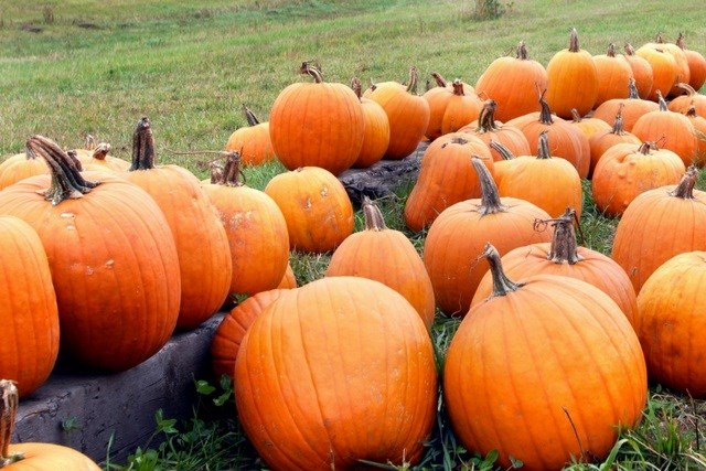 pumpkins.jpg