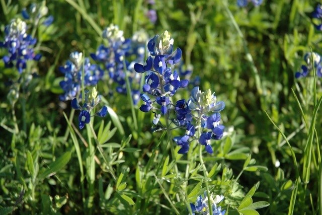 Bluebonnets.jpg