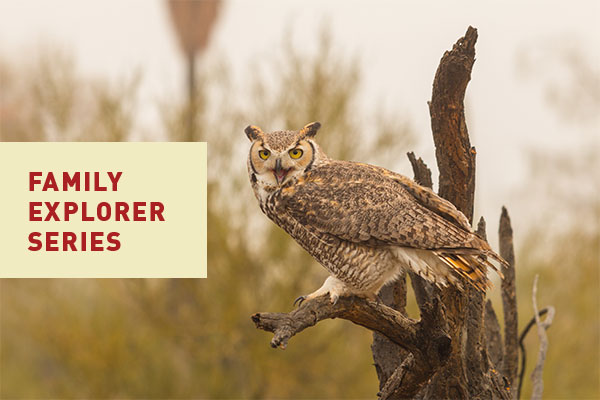 Family Explorer Event Series at Canyon Falls | Raptors of North Texas