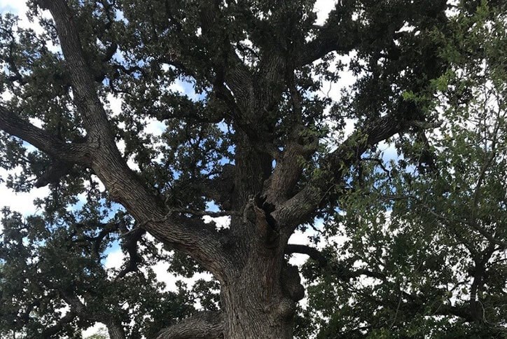 Canyon Falls tree of the year