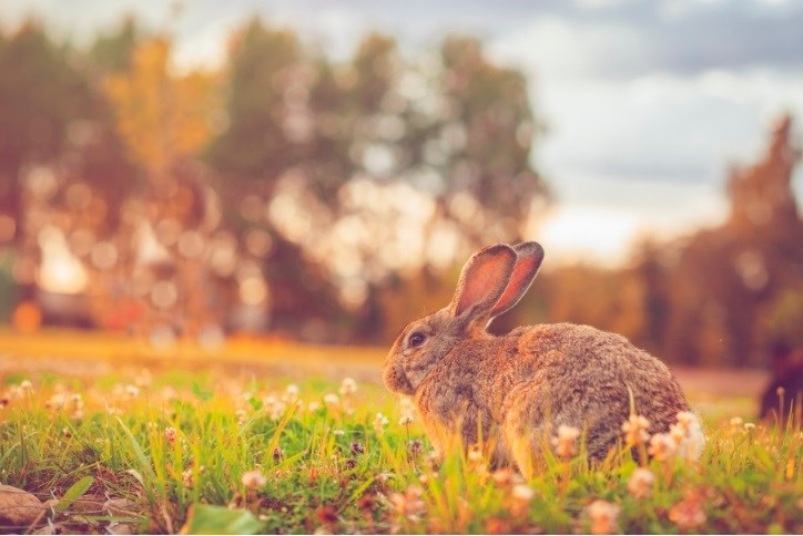 Swamp Rabbits  State of Tennessee, Wildlife Resources Agency