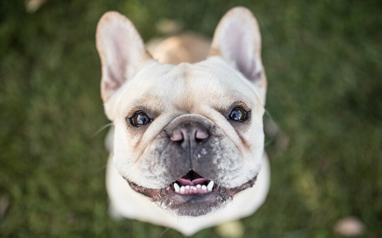Dog at Canyon Falls community in Northlake, TX