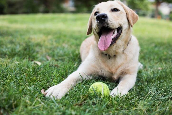 Happy yellow lab | Canyon Falls in Northlake, TX