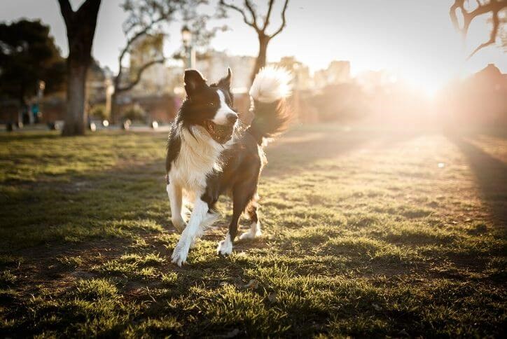 Border collie playing at a dog park