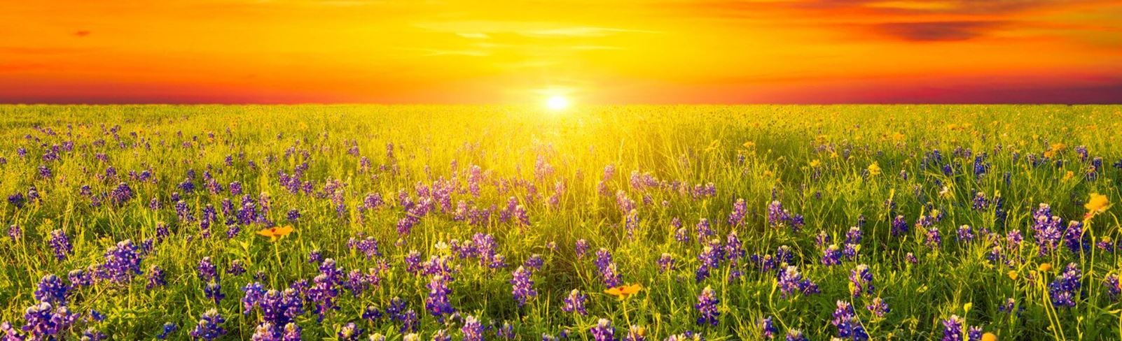 Texas Bluebonnets